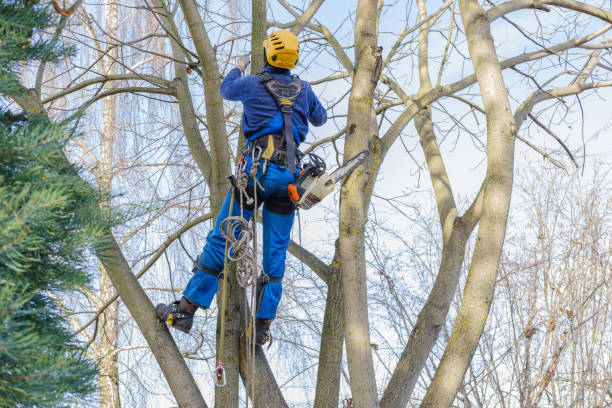 Trusted Owenton, KY Tree Services Experts