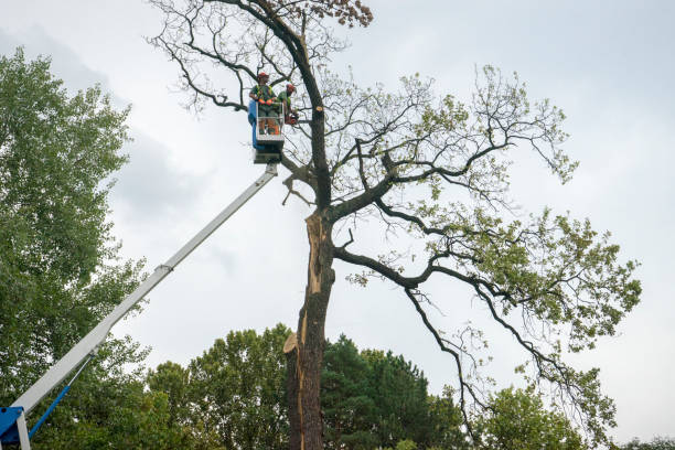 How Our Tree Care Process Works  in  Owenton, KY